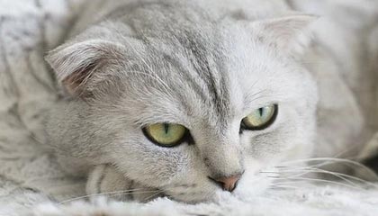 半岛体育APP-【直播】香锅：陪玩想接又不想接，我又不是最顶尖的性价比不高